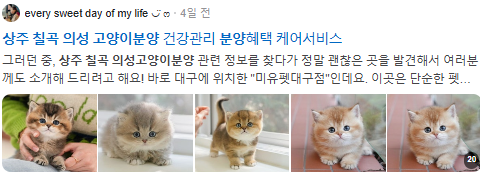의성 칠곡 상주 고양이분양 검색결과